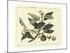 Delicate Botanical I-Samuel Curtis-Mounted Art Print