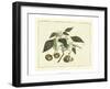 Delicate Botanical II-Samuel Curtis-Framed Art Print