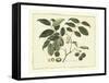 Delicate Botanical III-Samuel Curtis-Framed Stretched Canvas