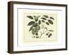 Delicate Botanical III-Samuel Curtis-Framed Art Print
