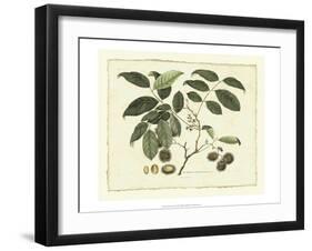 Delicate Botanical III-Samuel Curtis-Framed Art Print