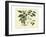 Delicate Botanical III-Samuel Curtis-Framed Art Print