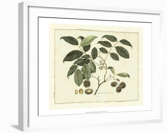 Delicate Botanical III-Samuel Curtis-Framed Art Print