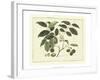 Delicate Botanical III-Samuel Curtis-Framed Art Print