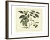 Delicate Botanical III-Samuel Curtis-Framed Art Print