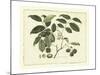 Delicate Botanical III-Samuel Curtis-Mounted Art Print