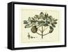 Delicate Botanical IV-Samuel Curtis-Framed Stretched Canvas