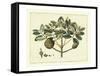 Delicate Botanical IV-Samuel Curtis-Framed Stretched Canvas