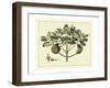 Delicate Botanical IV-Samuel Curtis-Framed Art Print