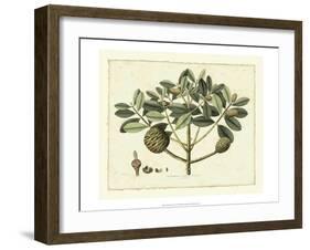 Delicate Botanical IV-Samuel Curtis-Framed Art Print