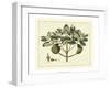 Delicate Botanical IV-Samuel Curtis-Framed Art Print