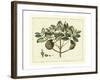 Delicate Botanical IV-Samuel Curtis-Framed Art Print