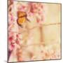 Delicate Butterly and Flowers-Myan Soffia-Mounted Photographic Print