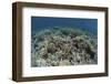 Delicate Corals Grow Near the Island of Flores in Indonesia-Stocktrek Images-Framed Photographic Print