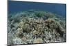 Delicate Corals Grow Near the Island of Flores in Indonesia-Stocktrek Images-Mounted Photographic Print