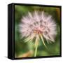 Delicate Dandelion-Vincent James-Framed Stretched Canvas