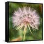 Delicate Dandelion-Vincent James-Framed Stretched Canvas