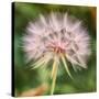 Delicate Dandelion-Vincent James-Stretched Canvas