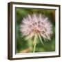 Delicate Dandelion-Vincent James-Framed Photographic Print