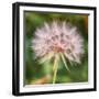 Delicate Dandelion-Vincent James-Framed Photographic Print