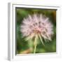 Delicate Dandelion-Vincent James-Framed Photographic Print