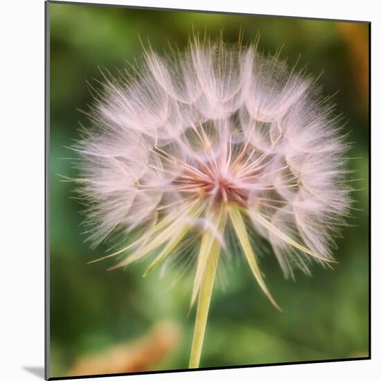 Delicate Dandelion-Vincent James-Mounted Photographic Print