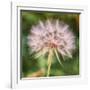 Delicate Dandelion-Vincent James-Framed Photographic Print