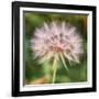 Delicate Dandelion-Vincent James-Framed Photographic Print