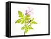 Delicate Flower-Will Wilkinson-Framed Stretched Canvas