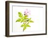 Delicate Flower-Will Wilkinson-Framed Photographic Print