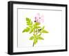 Delicate Flower-Will Wilkinson-Framed Photographic Print