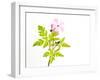 Delicate Flower-Will Wilkinson-Framed Photographic Print