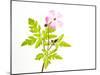 Delicate Flower-Will Wilkinson-Mounted Photographic Print