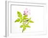 Delicate Flower-Will Wilkinson-Framed Photographic Print