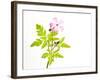 Delicate Flower-Will Wilkinson-Framed Photographic Print