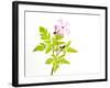 Delicate Flower-Will Wilkinson-Framed Photographic Print