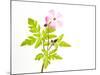 Delicate Flower-Will Wilkinson-Mounted Photographic Print