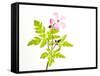 Delicate Flower-Will Wilkinson-Framed Stretched Canvas