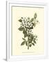 Gramercy White