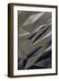 Delicate Gleam - Fold-Michael Banks-Framed Giclee Print