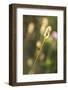 Delicate Grass in the Backlight, Fly, Stalk, Close-Up-Brigitte Protzel-Framed Photographic Print