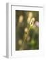 Delicate Grass in the Backlight, Fly, Stalk, Close-Up-Brigitte Protzel-Framed Photographic Print