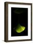 Delicate Green I-Philippe Sainte-Laudy-Framed Photographic Print