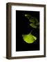 Delicate Green II-Philippe Sainte-Laudy-Framed Photographic Print