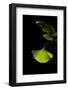 Delicate Green II-Philippe Sainte-Laudy-Framed Photographic Print