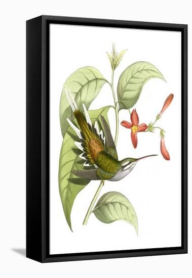 Delicate Hummingbird I-Vision Studio-Framed Stretched Canvas