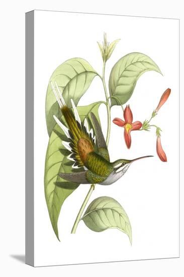 Delicate Hummingbird I-Vision Studio-Stretched Canvas