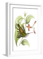 Delicate Hummingbird I-Vision Studio-Framed Art Print