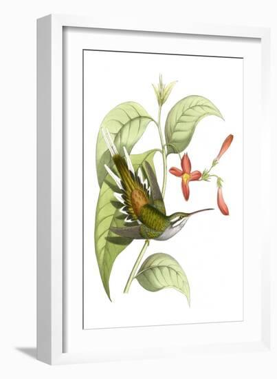 Delicate Hummingbird I-Vision Studio-Framed Art Print