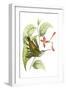 Delicate Hummingbird I-Vision Studio-Framed Art Print